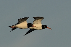 David Plant Photography - Wildlife Photography - Oystercatcher - V